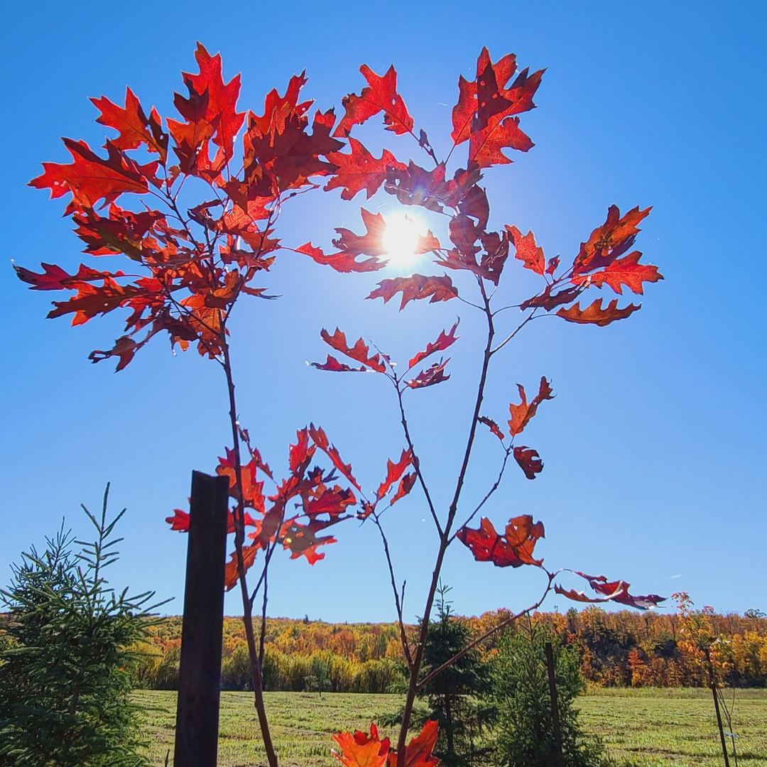Observation des couleurs d'automne