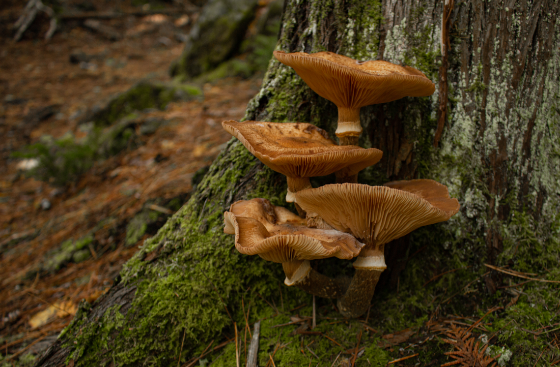 De superbes photos pour vous inspirer lors de votre prochaine sortie photo en nature