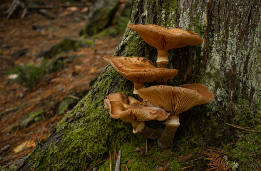 De superbes photos pour vous inspirer lors de votre prochaine sortie photo en nature