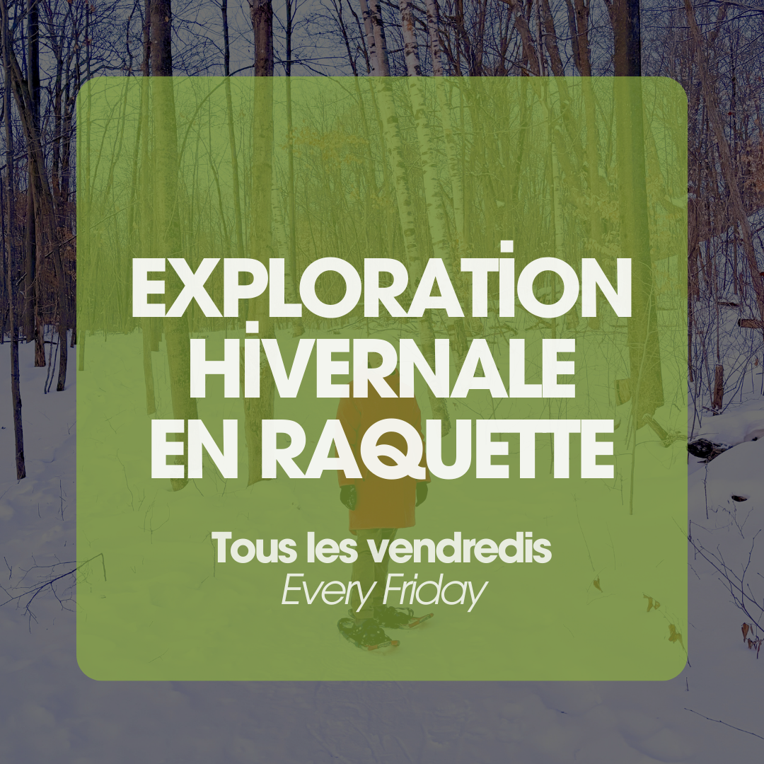 Winter Snowshoeing Exploration