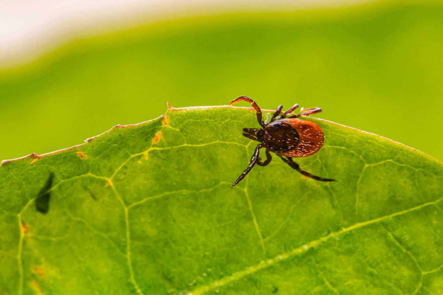 Conférence - Les Tiques et la maladie de Lyme