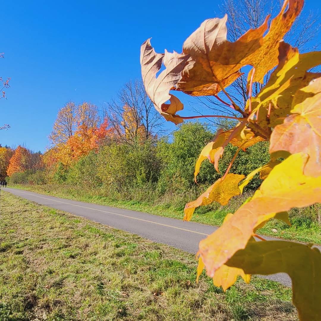 Observation des couleurs d'automne