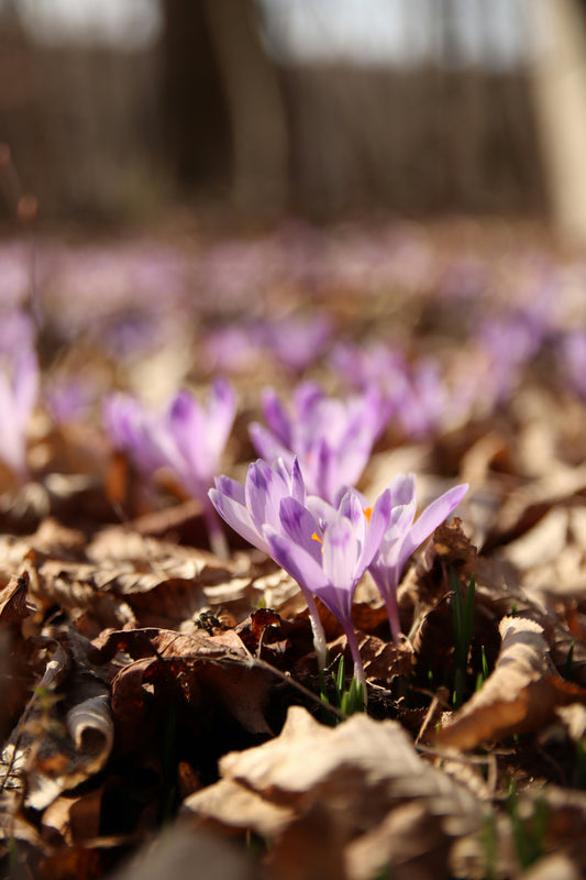Interpretive Hike – Discovering Spring Flowers